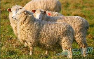 你是91年的羊,91年羊年出生者的成长轨迹与人生感悟